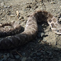 Eastern Hog-nosed Snake