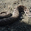 Eastern Hog-nosed Snake