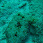 Peacock Flounder
