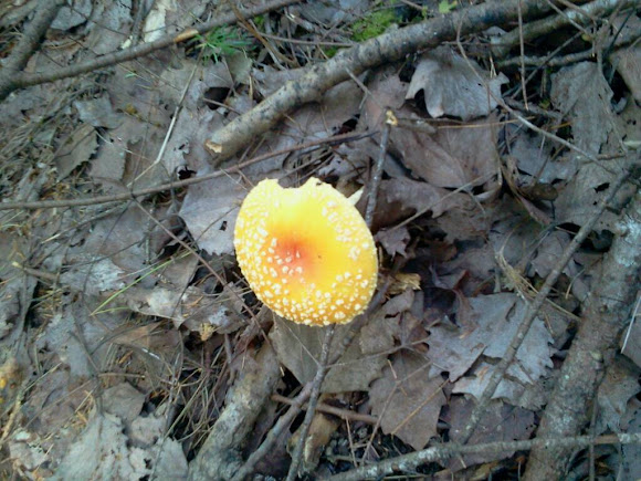 Spotting Image 1