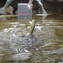 Chinese stripe-necked turtle