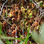 Roundleaved Sundew