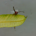An Unknown Caterpillar (एक अज्ञात भँगरा)