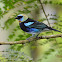 Golden Hooded Tanager