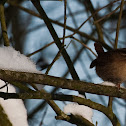 winterkoninkje (Troglodytes troglodytes)