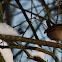 winterkoninkje (Troglodytes troglodytes)