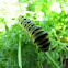Black swallowtail catepillar