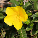 Bindii or puncture vine
