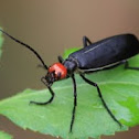 Soldier beetle