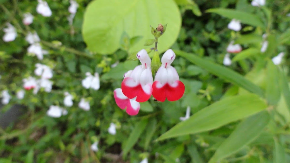 Hot Lips