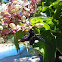 Black Bumblebee