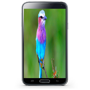 How to download صور طيور lastet apk for android