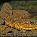 Common watersnake