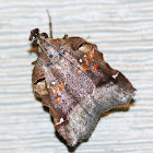 Trumpet Vine Moth