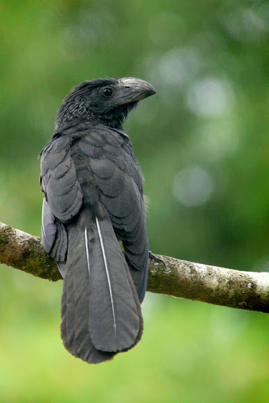 Spotting Image 1