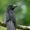 Groove-billed Ani