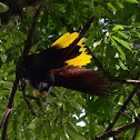 Oropéndola de Montezuma