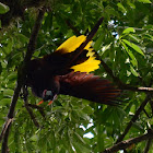 Oropéndola de Montezuma