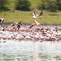 Lesser Flamingo