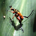 Delta Flower Beetle