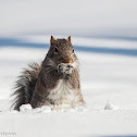 Eastern Gray Squirrel