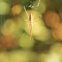 Long-jawed Orbweaver