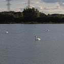 Mute Swan