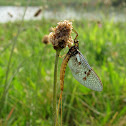 Mayfly?