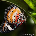Red Lacewing