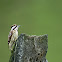 Sunda Pygmy Woodpecker