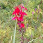 Cardinal flower