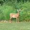 White Tail Deer