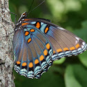 Red-spotted Purple