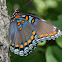 Red-spotted Purple
