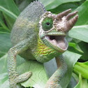 Jackson’s Chameleon
