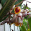 Shell Ginger