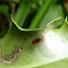 Sheetweb Weaver Spider