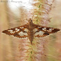 Crambid moth