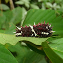Transandean Cattleheart