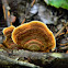 Shelf Fungus