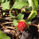 Indian strawberry