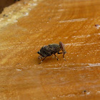 Fruit Fly