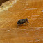 Fruit Fly
