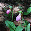 Pink lady slipper