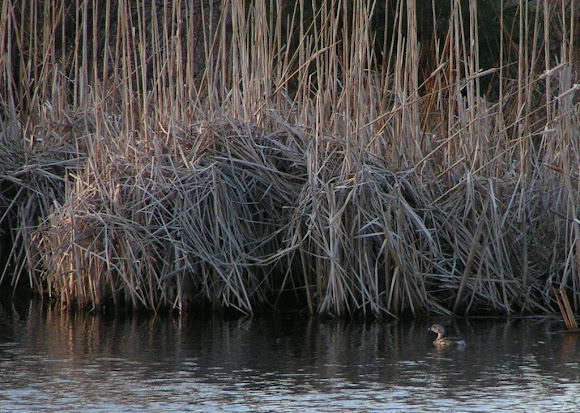 Spotting Image 1