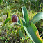 Fritillaries