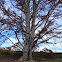 Purple-leafed European Beech