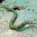 Reeftop Pipefish