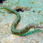 Reeftop Pipefish