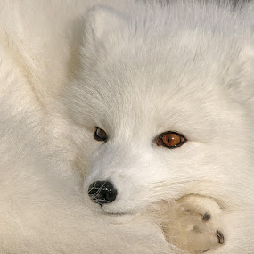 Arctic Fox by Shelley O'Connell - Wildlife Mammals